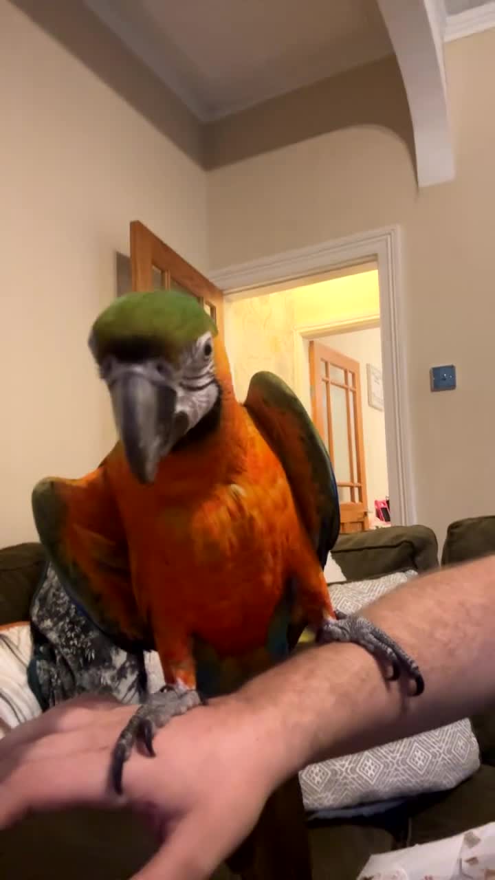 Macaws birds for sale: Female Harlequin Macaw.  - Video 1