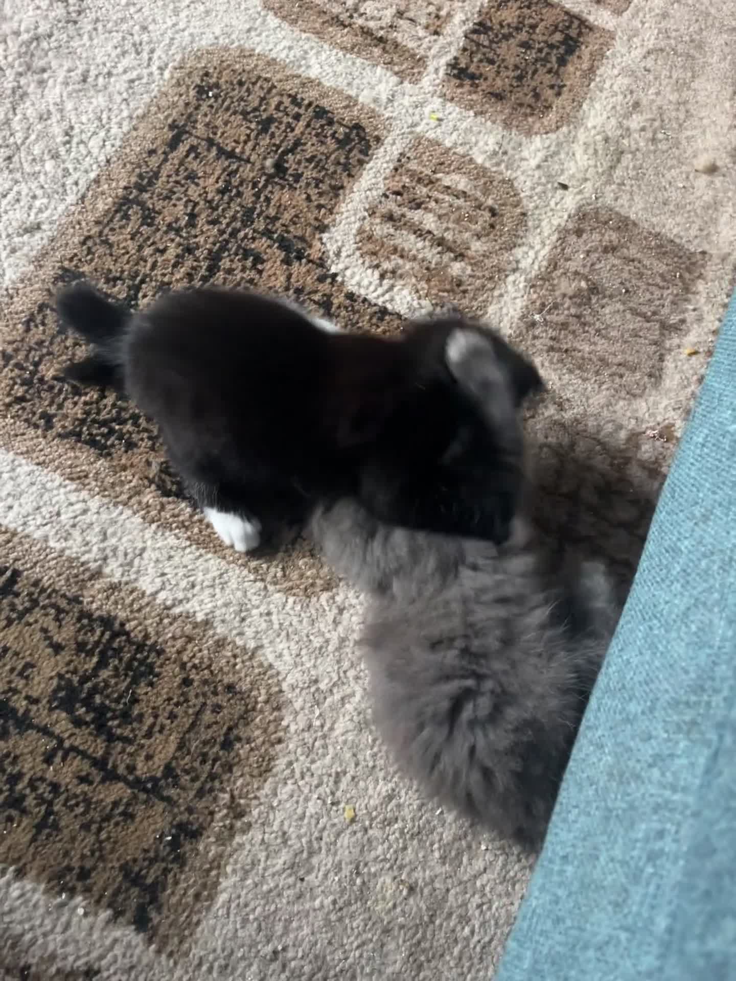 Mixed Breed cats for sale: 1 LH Blue boy 1 SH black & white boy 1 Tabby girl - Video 2