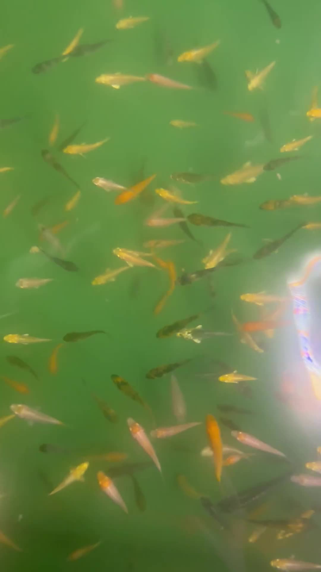 Koi Carp fish for sale: 1000’s Koi Fry 1-3 inches in Ormskirk - Video 3