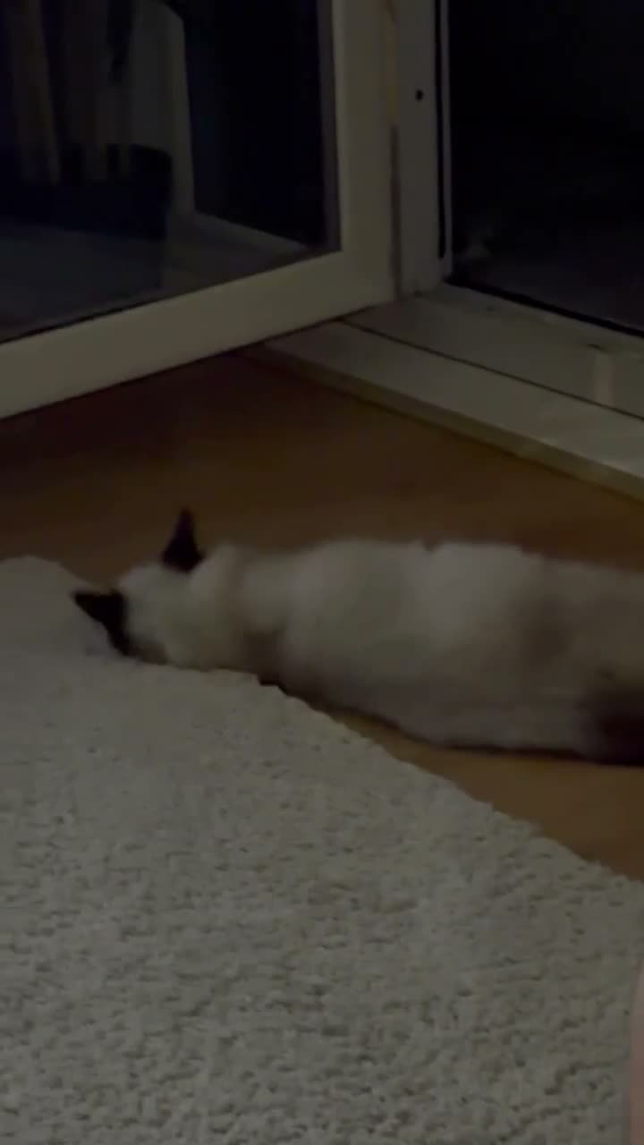 Ragdoll cats for sale: Beautiful female ragdoll  - Video 1