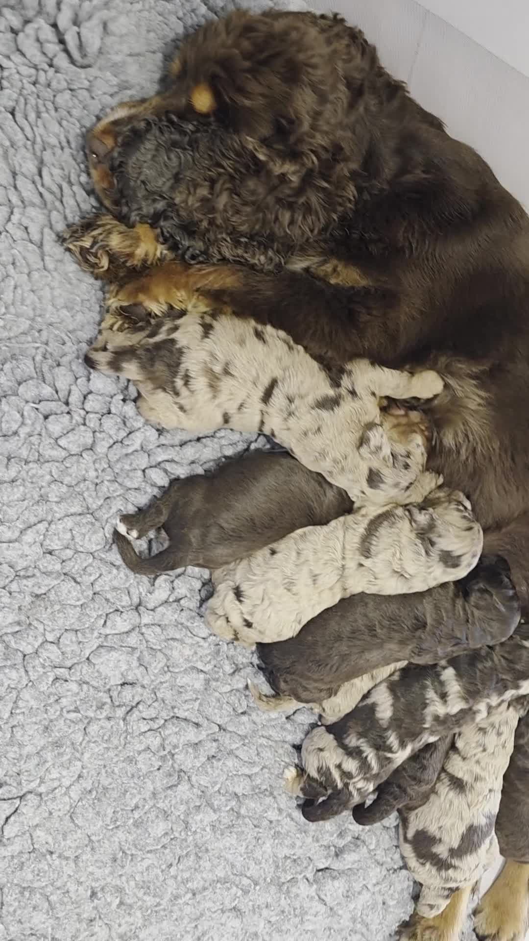 Cockapoo dogs for sale: Stunning extensively health tested cockapoos  - Video 1