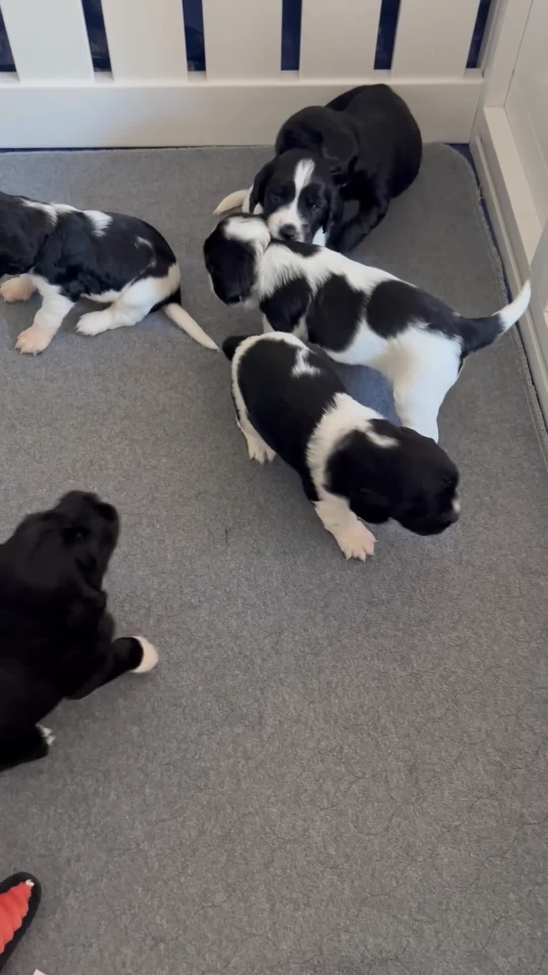 Sprocker dogs for sale: Sprocker Spaniel Puppies - Video 2
