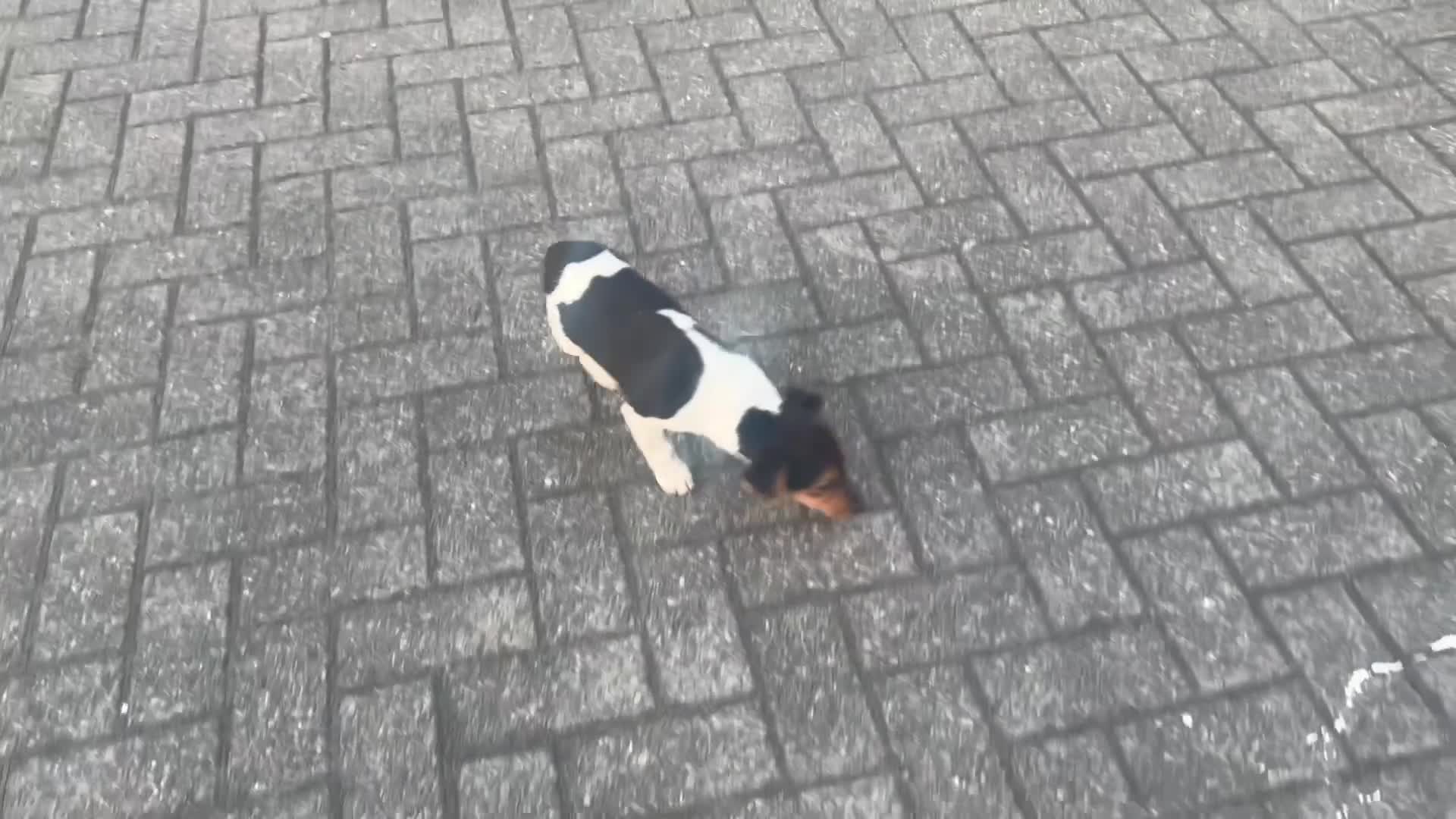 Jack Russell dogs for sale: Docked tail jack russel - Video 1