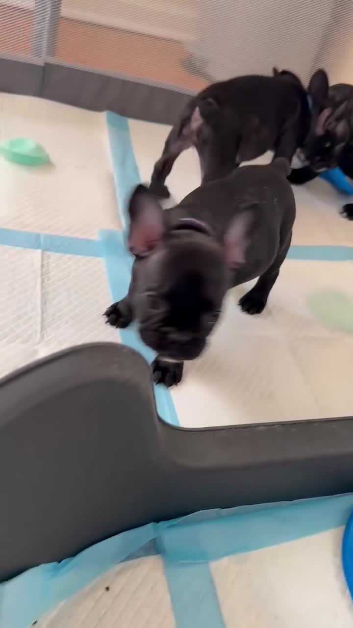 French Bulldog dogs for sale: French puppies  - Video 4