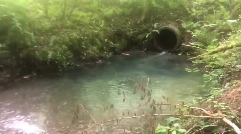 Cocker Spaniel dogs for stud: For Stud Proven KC reg Working Cocker Spaniel - Video 1