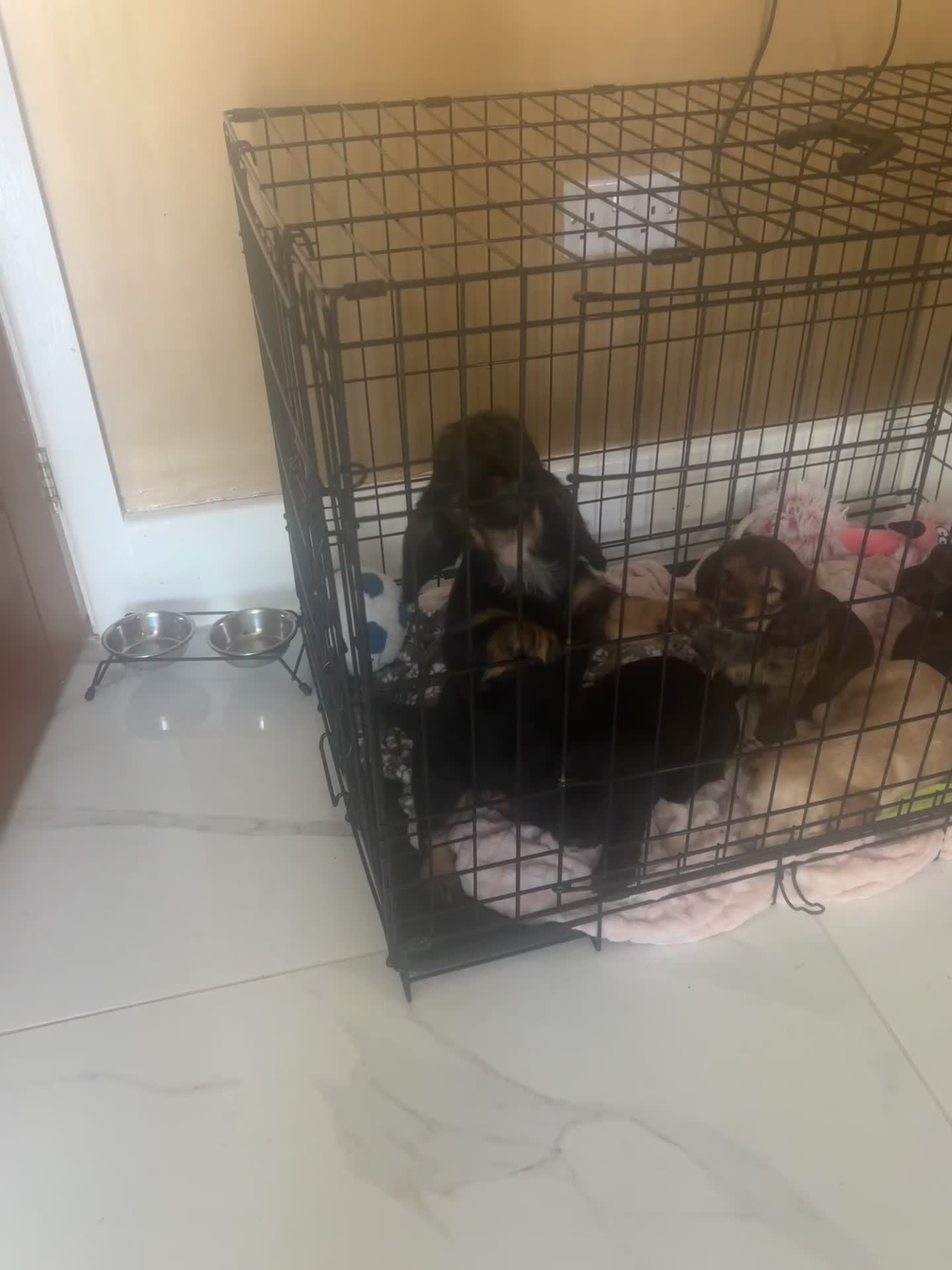 Mixed Breed dogs for sale: Bassett hound x - Video 1