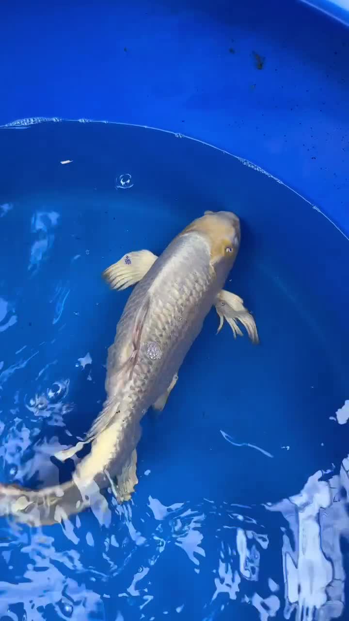 Koi Carp fish for sale: Large Metallic Butterfly Koi in Reading - Video 1