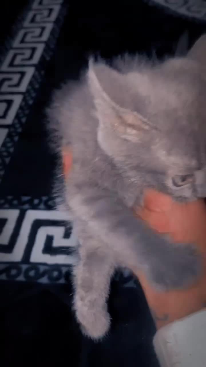 British Shorthair cats for sale: Beautiful British short hair kittens, - Video 1