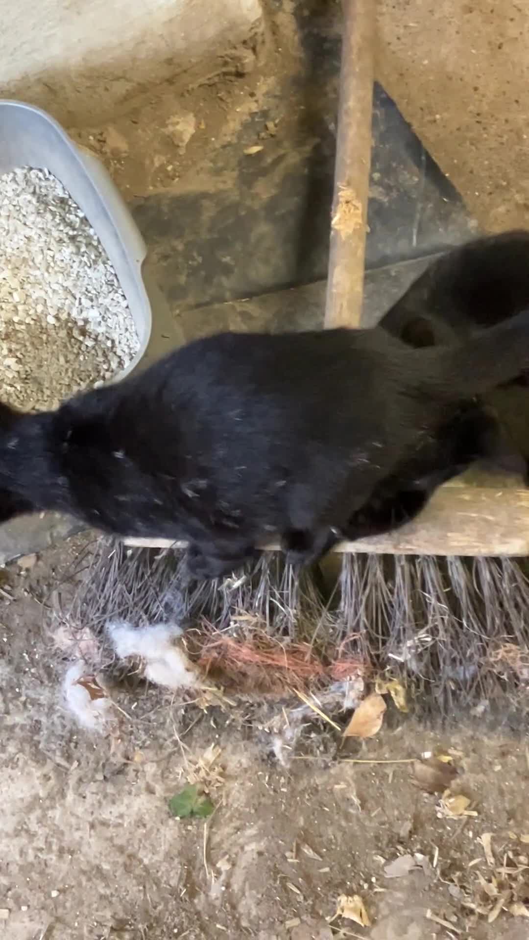 Mixed Breed cats for sale: Dobby and Ron - Video 1