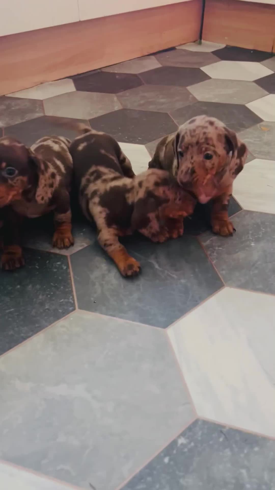 Dachshund dogs for sale: Miniature Dachshund 🐾 - Video 1