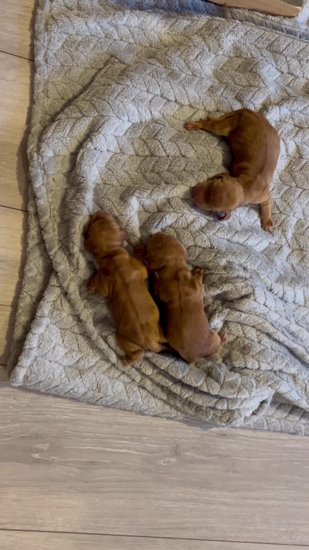Cocker Spaniel dogs for sale: Beautiful English show Coker Spaniel Pups  in Newry - Video 3