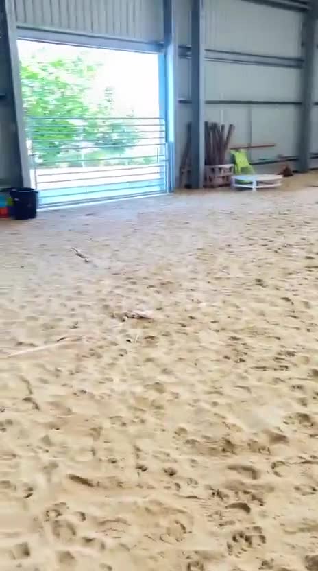 Boxer dogs for adoption: Skye  - Video 1