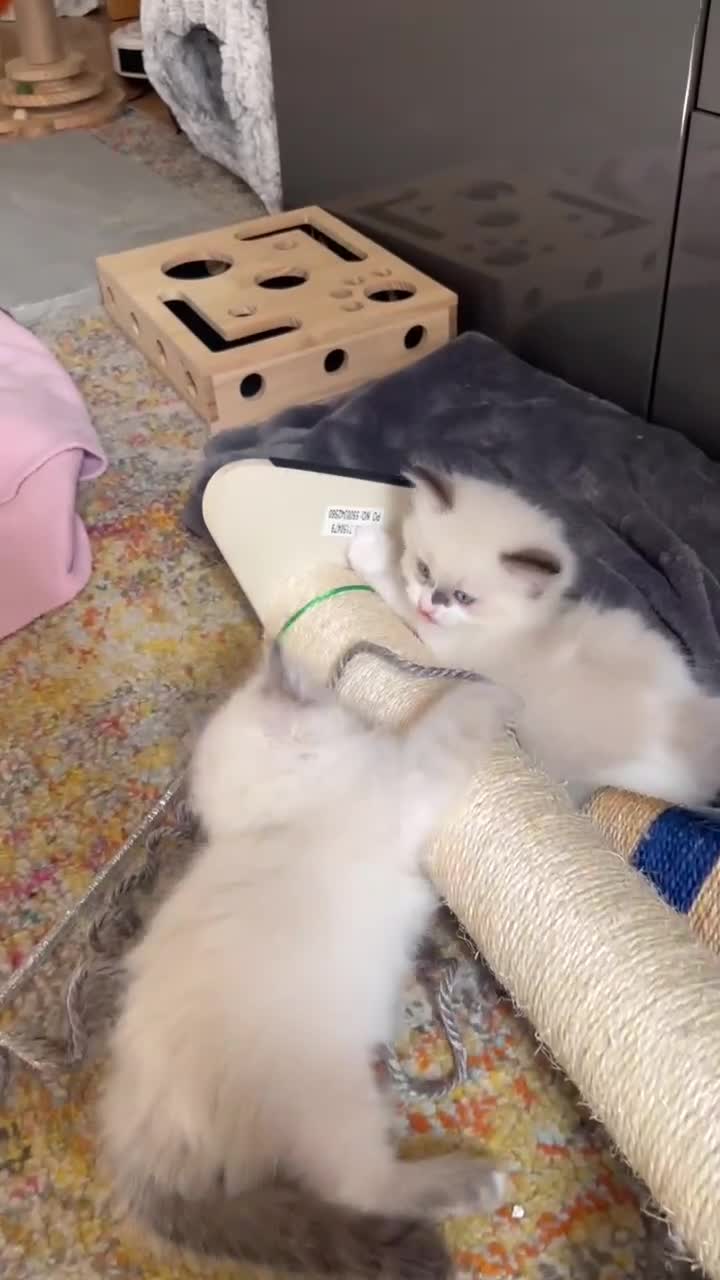 Ragdoll cats for sale: Ragdoll Kittens - Seal Point & Blue Bicolour - Video 1