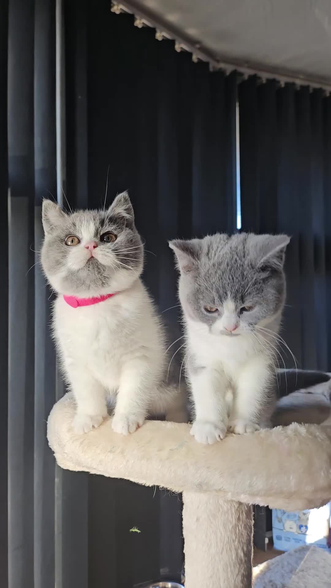 British Shorthair cats for sale: 4 perfect british shorthair kittens  - Video 2