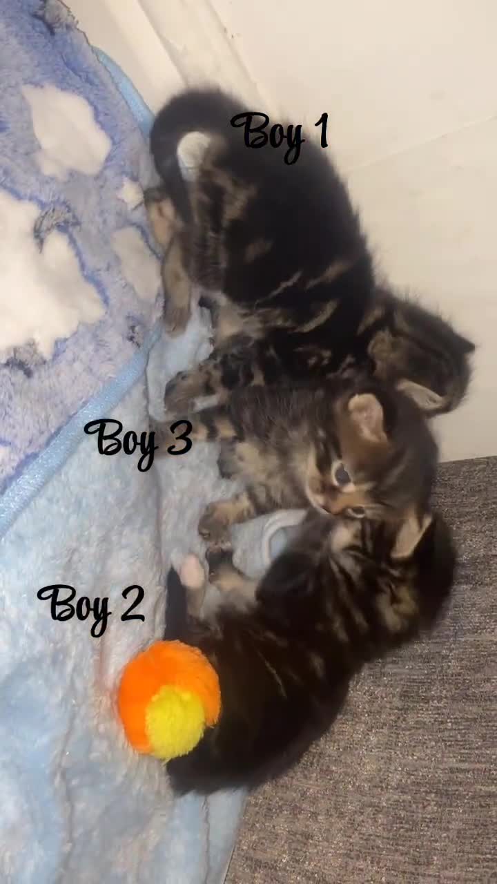 British Shorthair cats for sale: Beautiful kittens  - Video 1