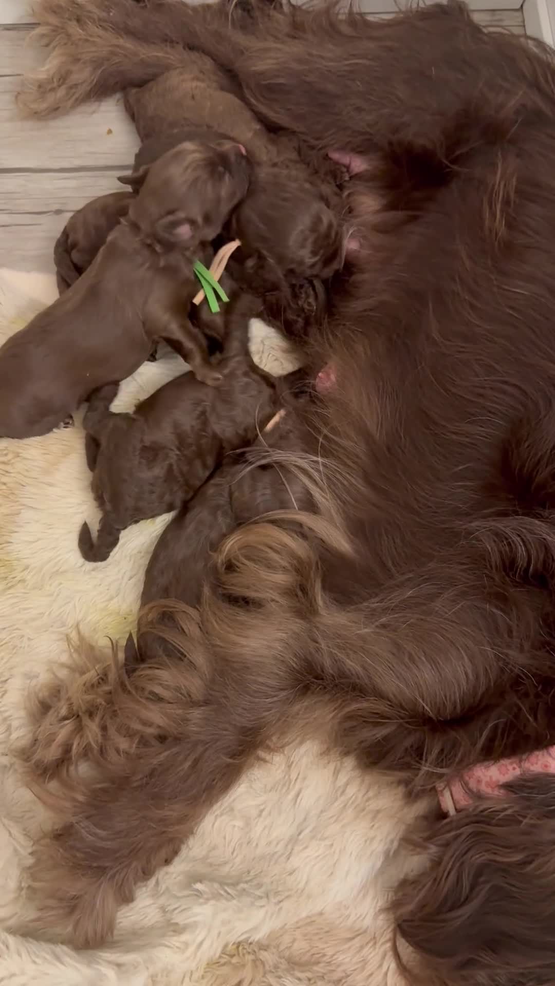 Cavapoo dogs for sale: Beautiful litter of 8 Cavapoos  - Video 1