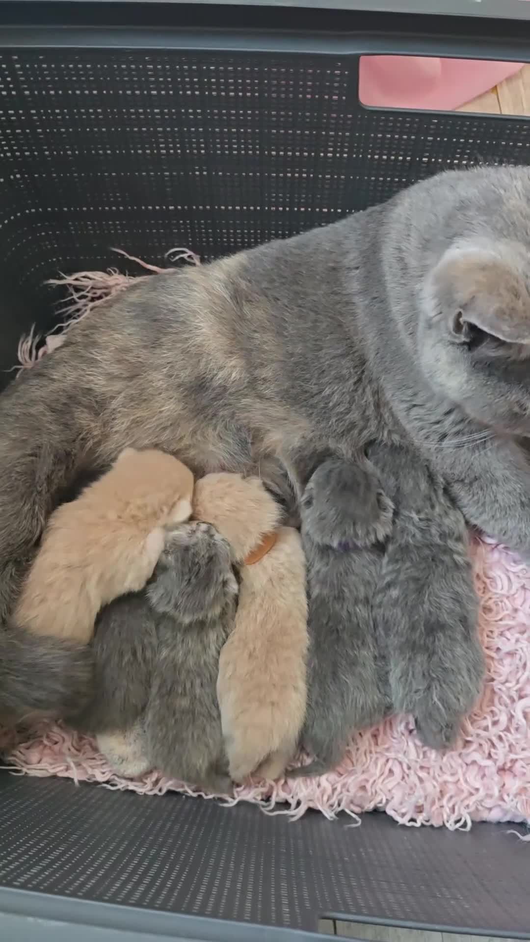 British Shorthair cats for sale: Beautiful Kittens looking forever home 😍😸 - Video 1