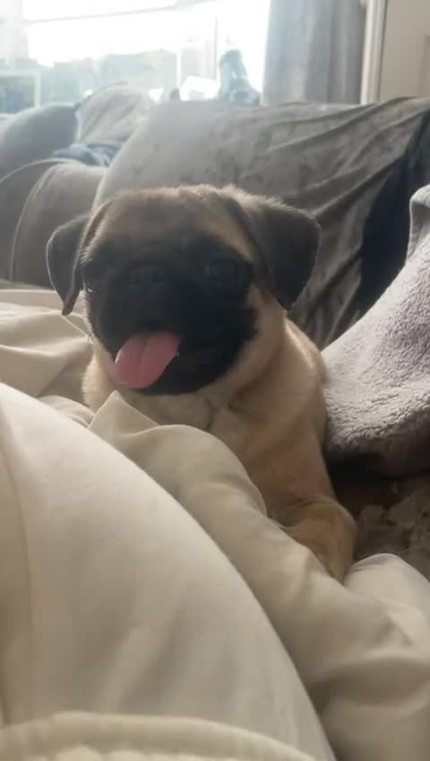 Pug dogs for sale: Cute little female pug  - Video 1