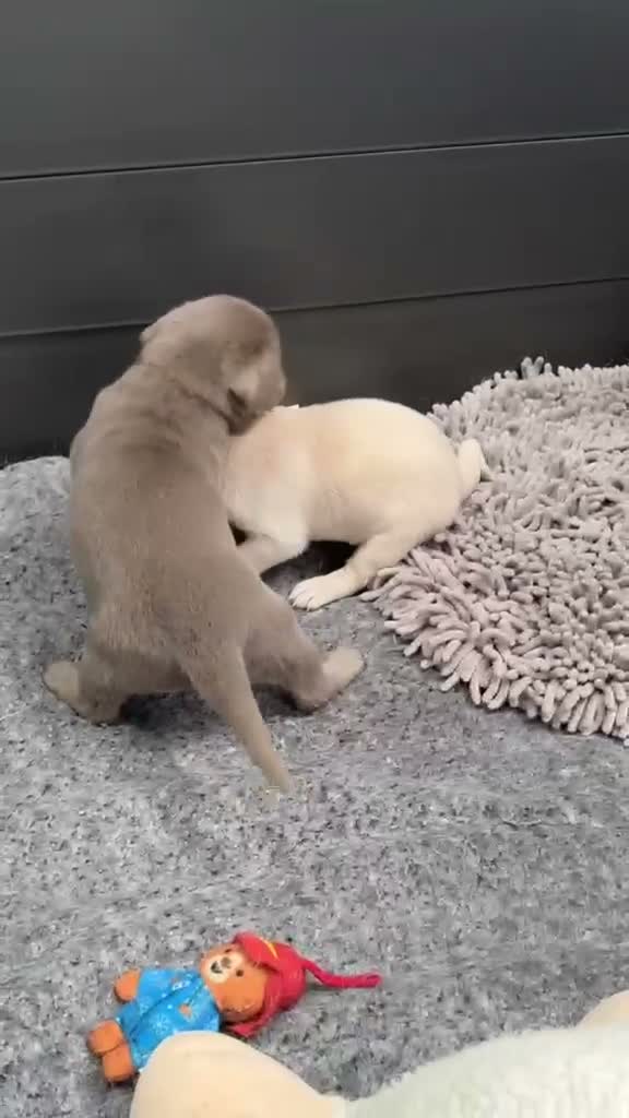 Labrador Retriever dogs for sale: KC health tested 2females left,champagne & silver  - Video 2