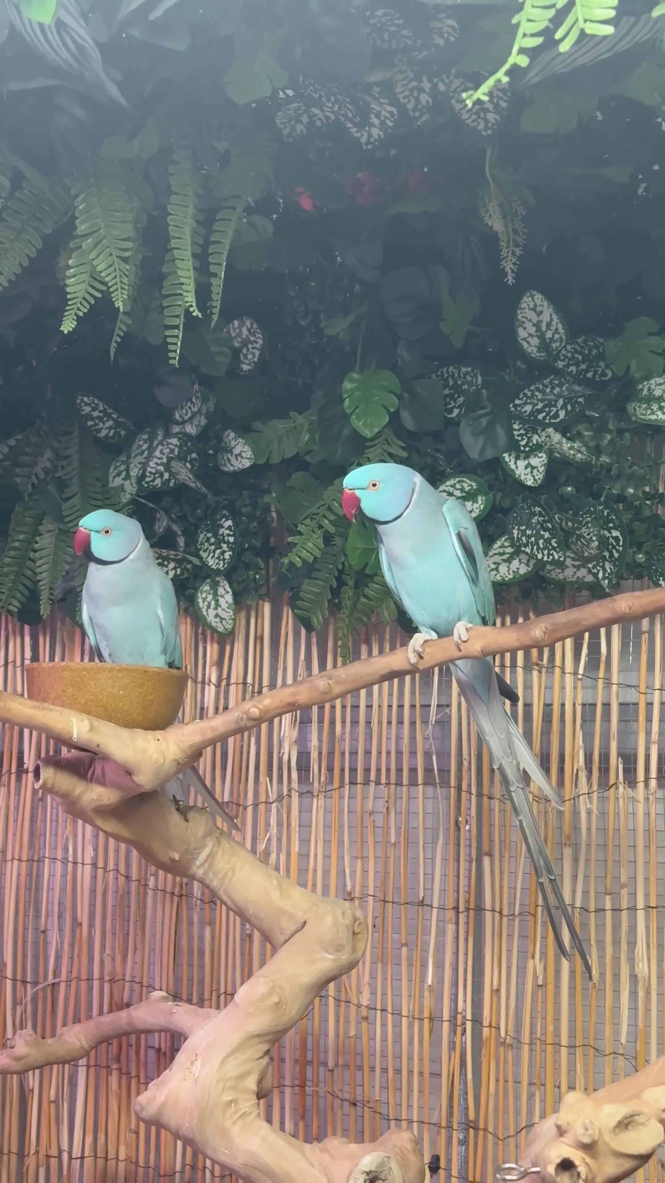 Ringnecks birds for sale: Blue aviary Ringnecks  - Video 1