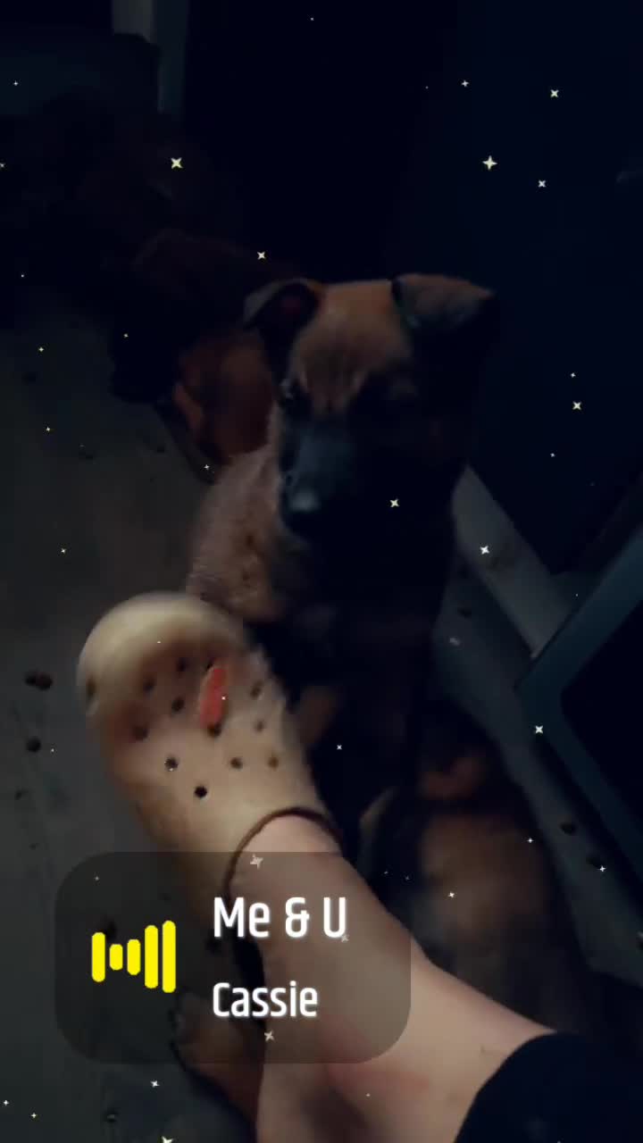 Belgian Shepherd Dog dogs for sale: Belgium malinois puppies  - Video 2