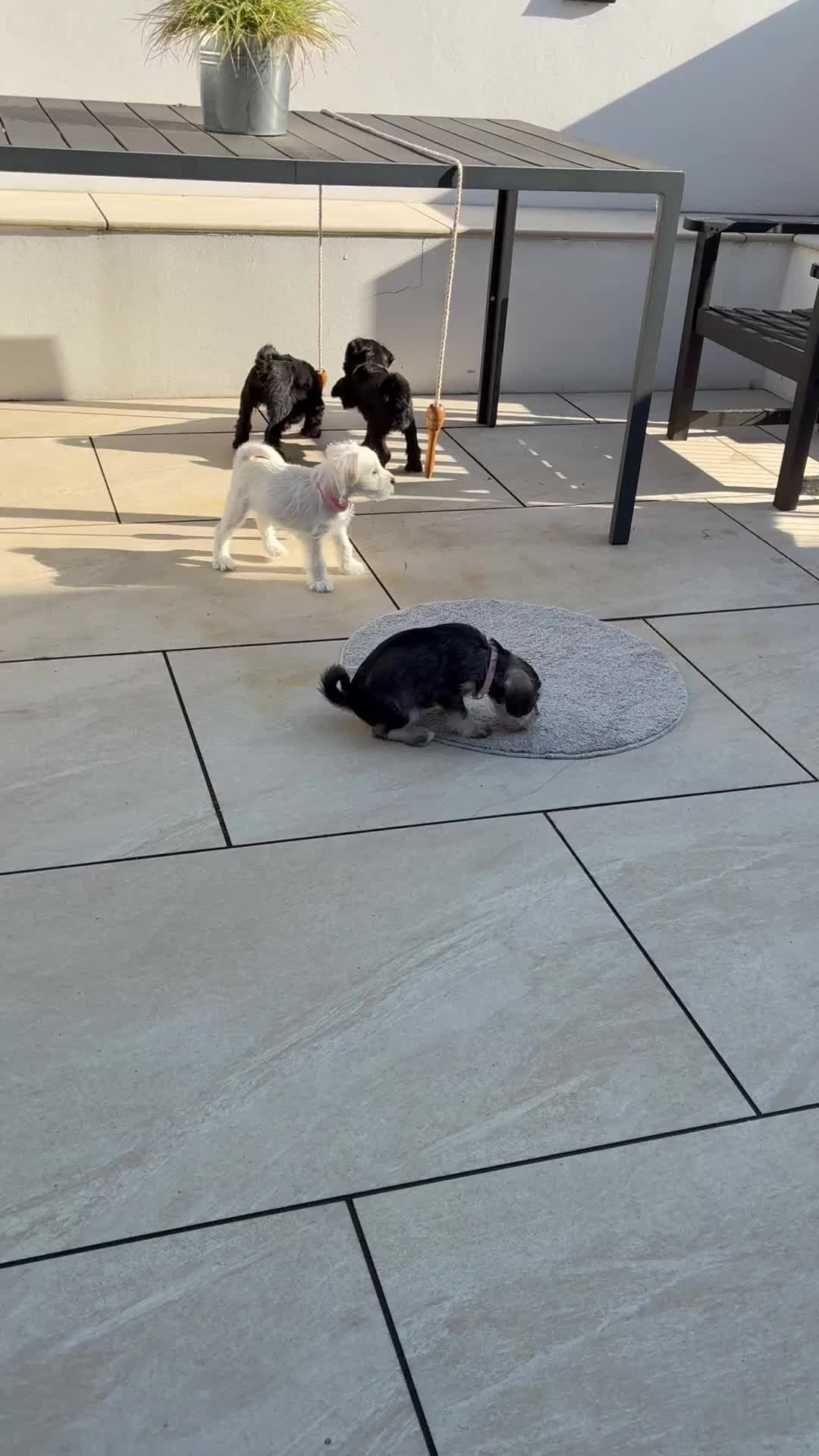 Miniature Schnauzer dogs for sale: KC Pedigree Miniature Schnauzer Pups *READY TO GO* - Video 2