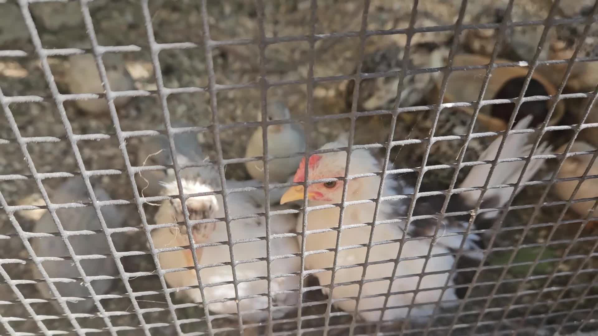 Chickens poultry for sale: Serama bantam in Orpington - Video 1