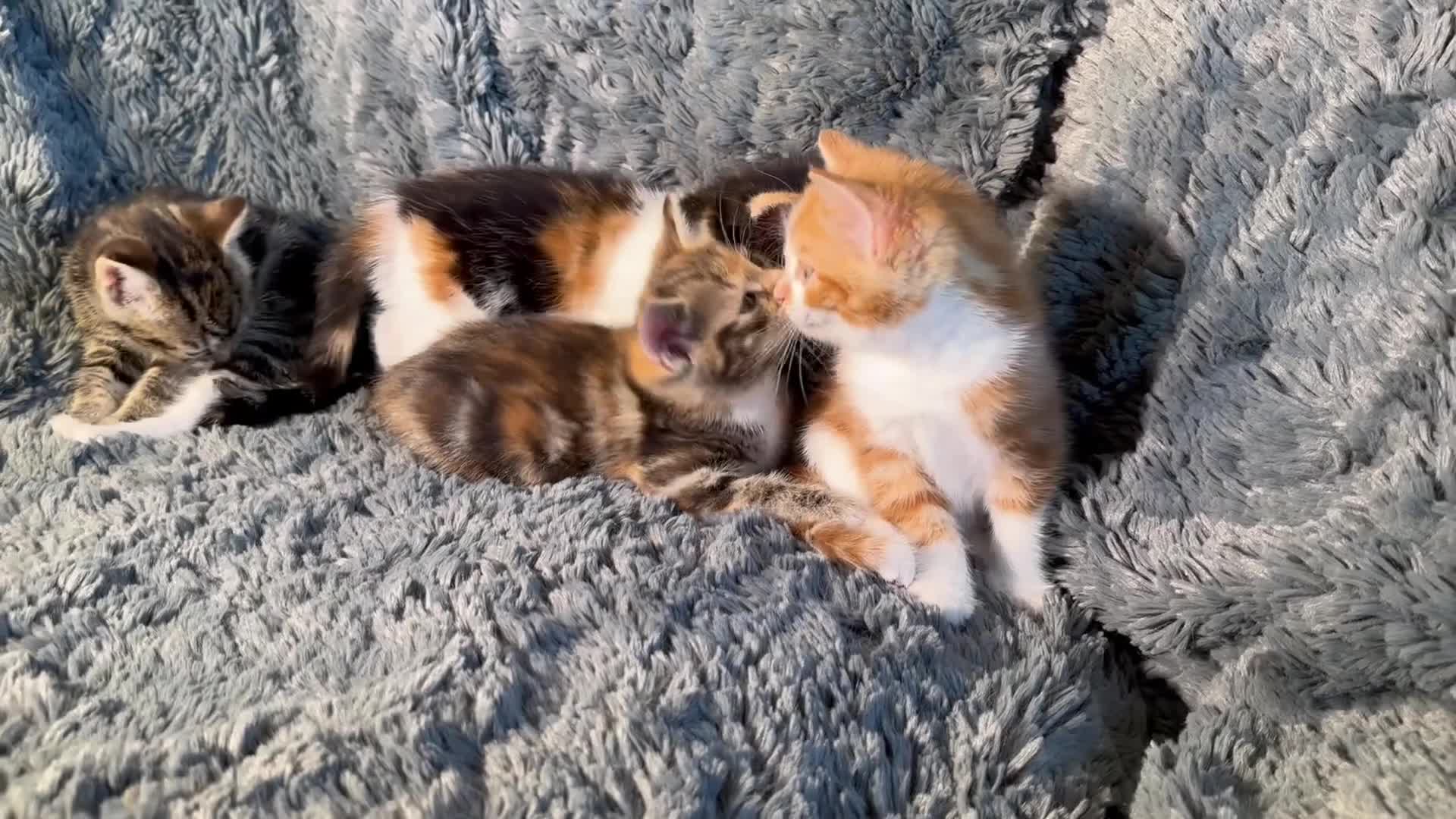 Mixed Breed cats for sale: 4 gorgeous, friendly kittens for sale - Video 1