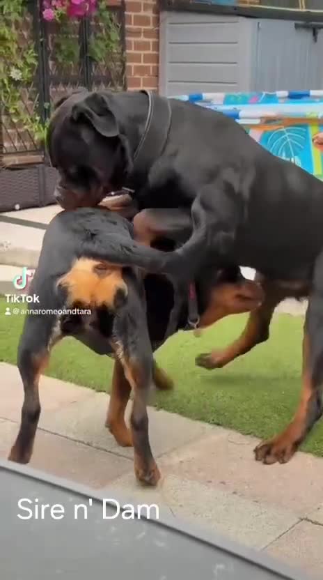 Rottweiler dogs for sale: Elite German Bloodline Rottweiller Puppies - Video 1