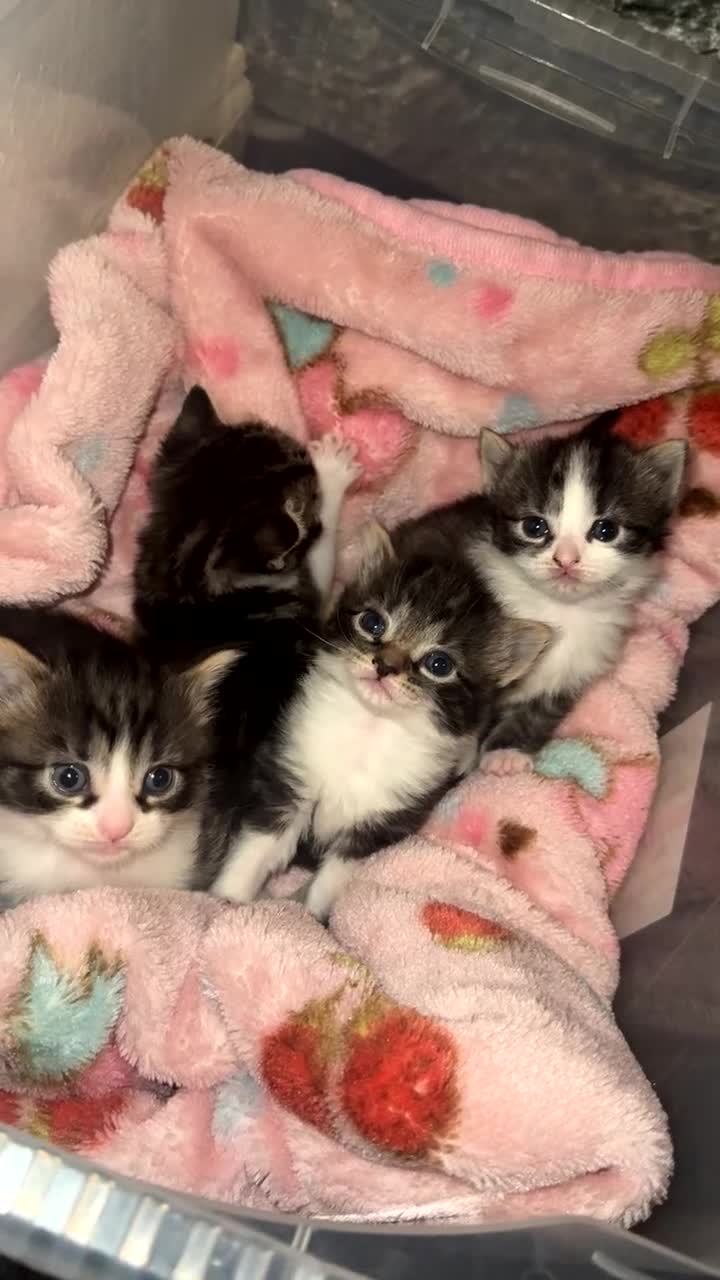 American Shorthair cats for sale: Kittens in Derby - Video 1