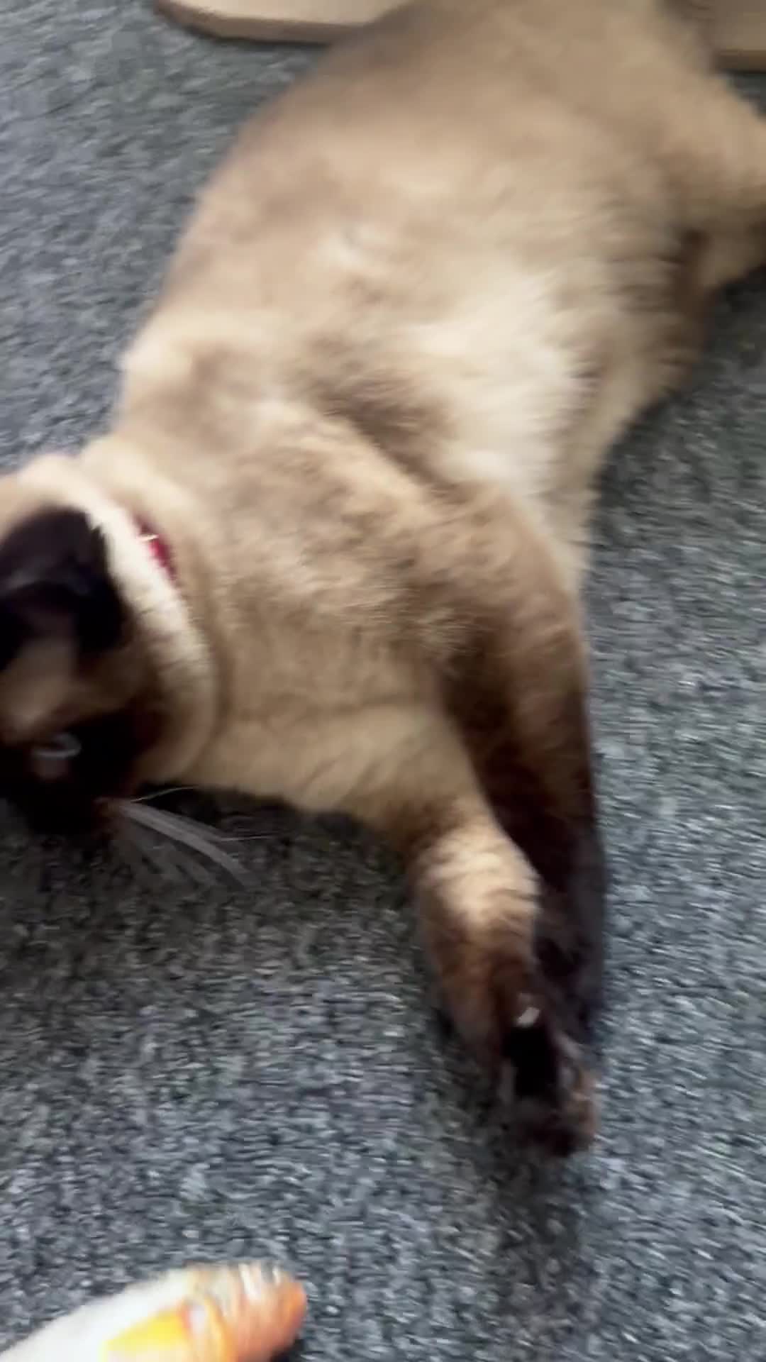 British Shorthair cats for sale: British shorthair 2 year old female  - Video 1