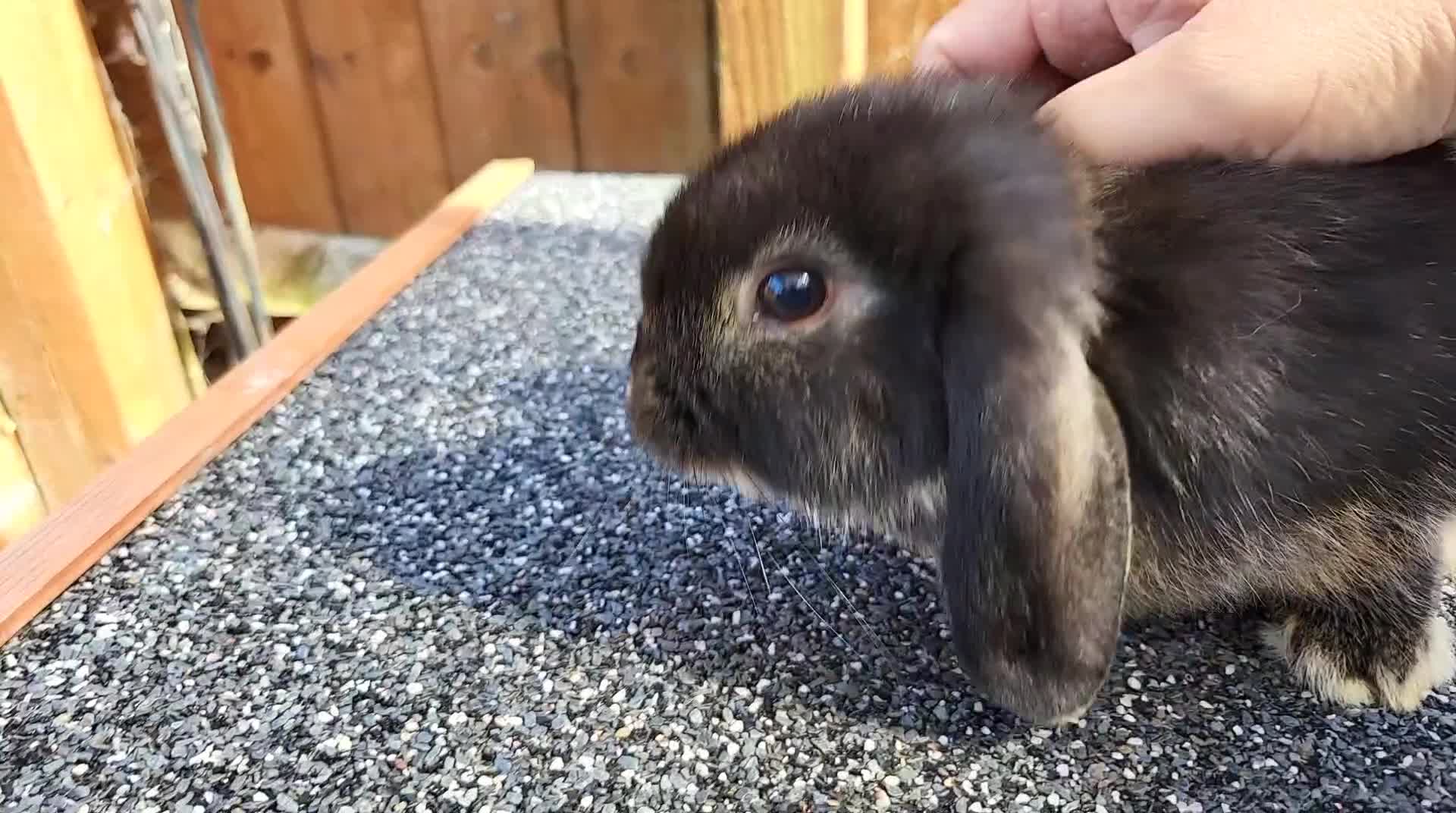 Mini Lop rabbits for sale: Mini lops 2 males - Video 1