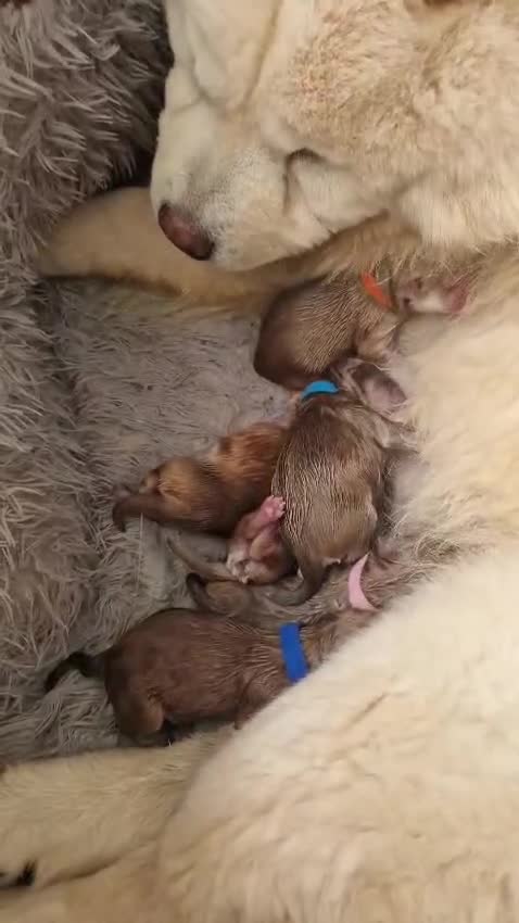 Chow Chow dogs for sale: 6 chow chow puppies for sale - Video 1
