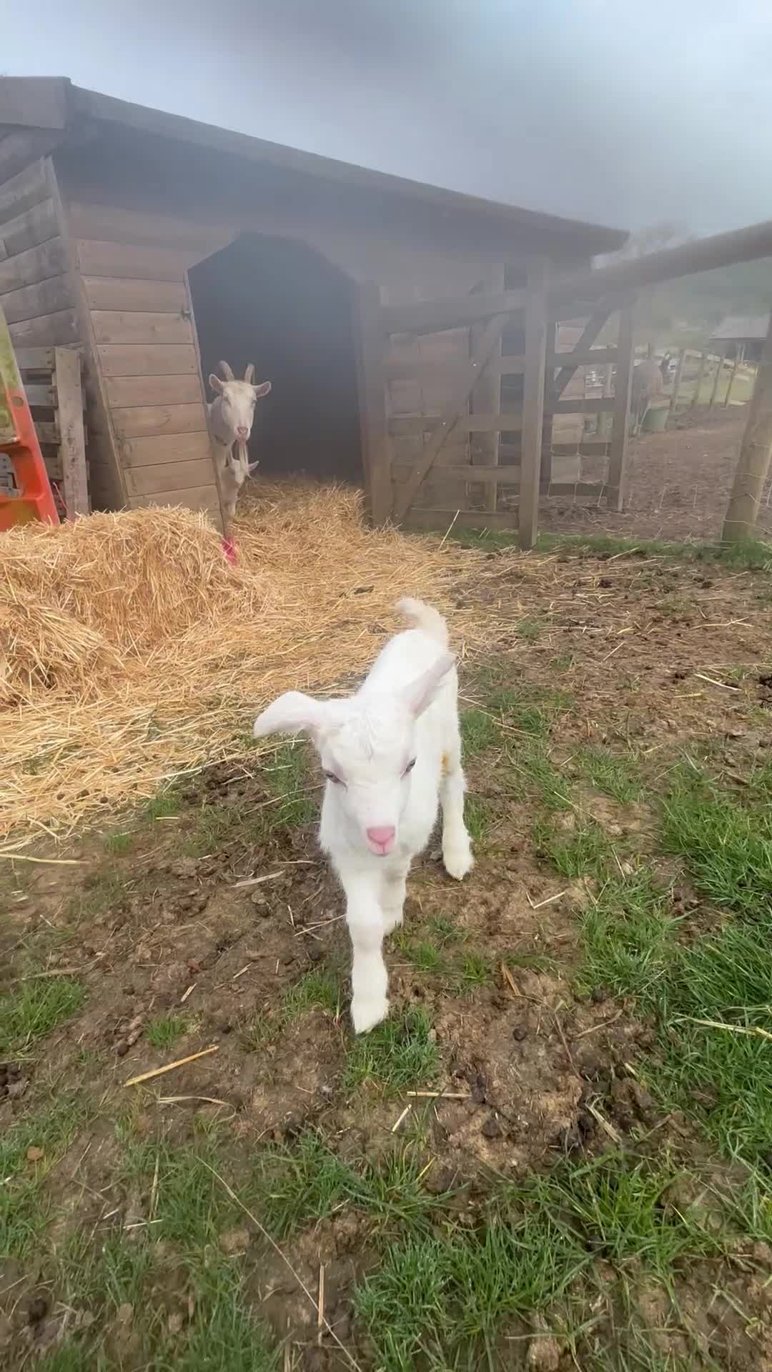 Goats livestock for sale: Two sets of saanen twins in Craven Arms - Video 1