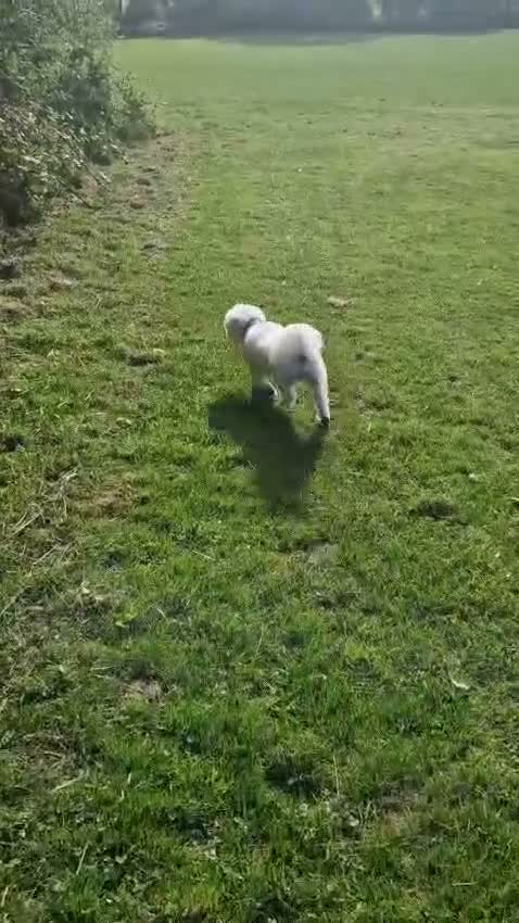 Mixed Breed dogs for adoption: 💙🐶 BARNEY – A LITTLE GENTLEMAN LOOKING FOR  in Birmingham - Video 3