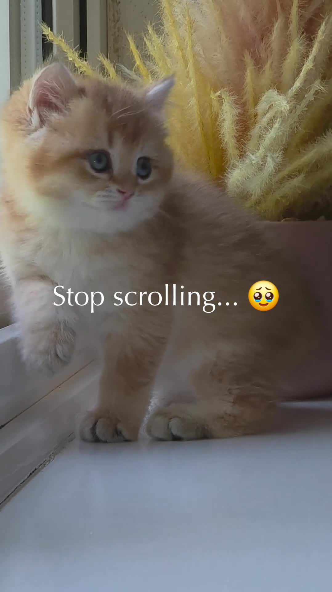 British Shorthair cats for sale: Rare stunning GCCF Golden British Shorthair Kitten - Video 2
