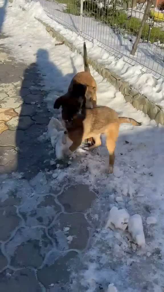 Mixed Breed dogs for adoption: 🐾🐕💙ROLLO - a Superb Boy for a Loving Home🐕🐾🏡 - Video 1