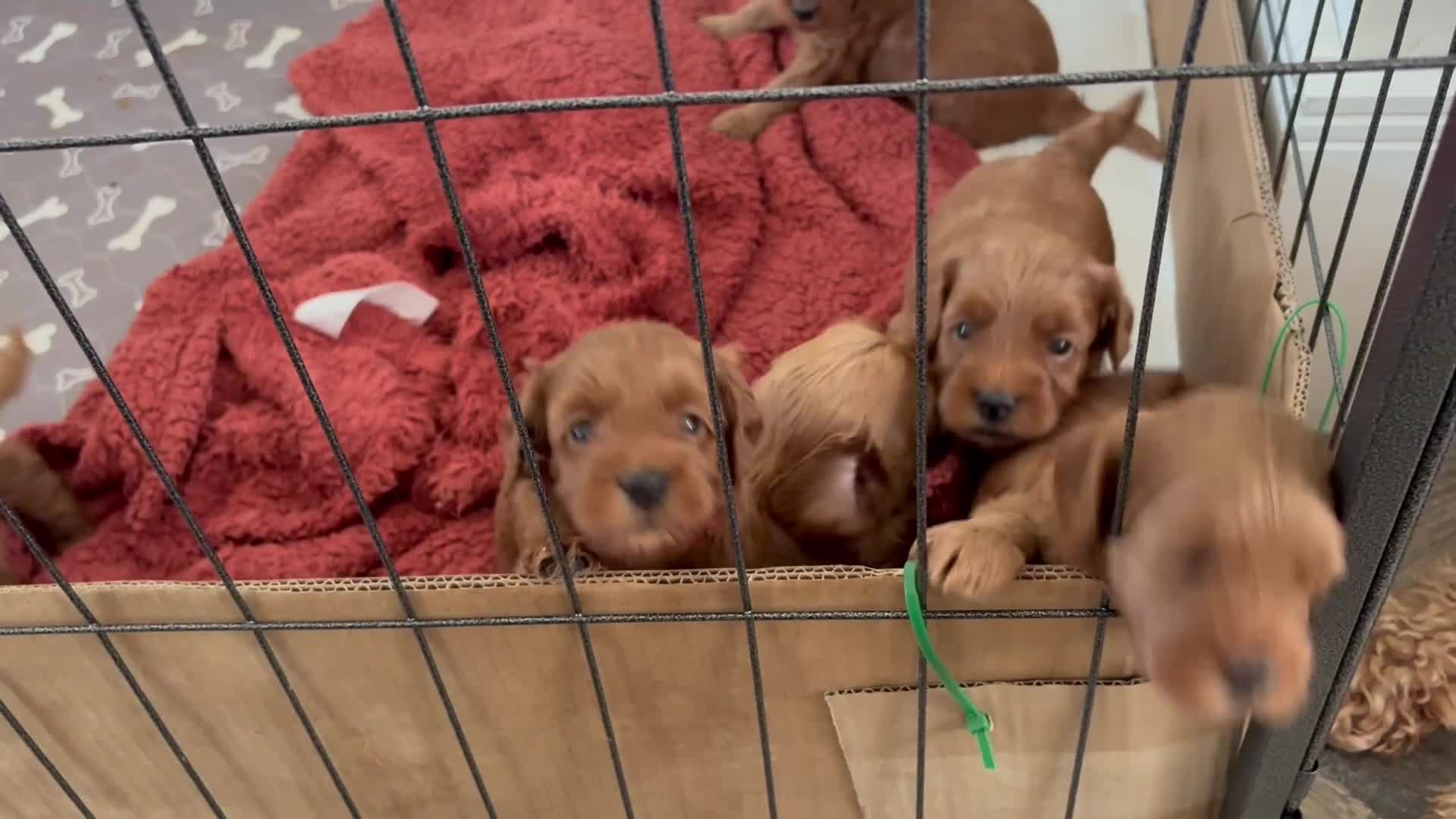 Cockapoo dogs for sale: F1B miniature cockapoo puppies. - Video 2