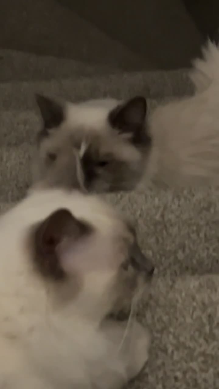 Ragdoll cats for sale: Boy and girl Ragdoll  - Video 1