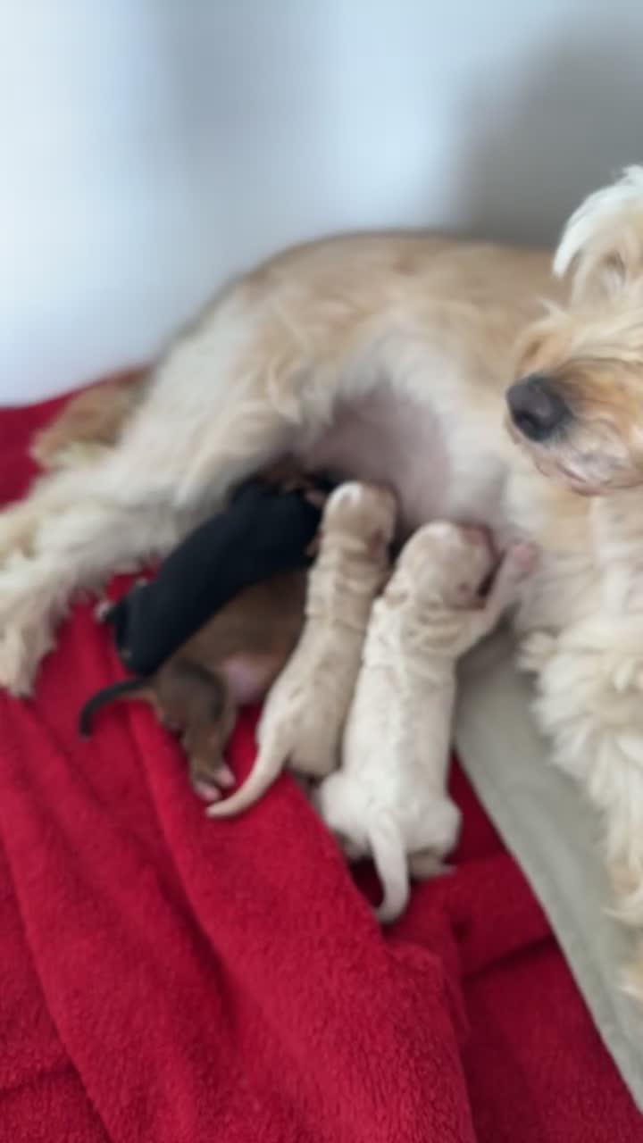 Maltipoo dogs for sale: Maltipoo puppies - Video 1
