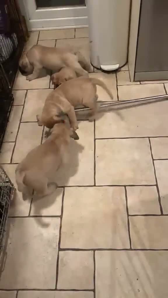 Bullmastiff dogs for sale: Beautiful Bullmastiff Puppies Exceptional Pedigree in Bracknell - Video 1