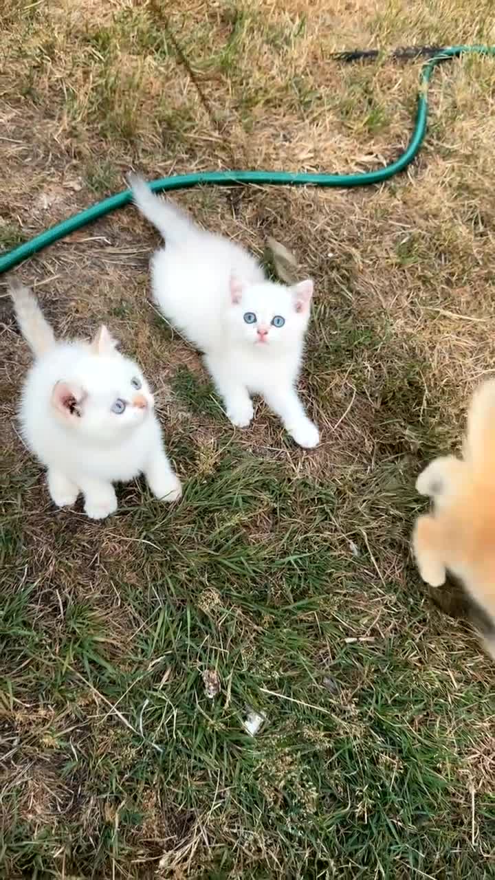 British Shorthair cats for sale: British Golden - Video 3