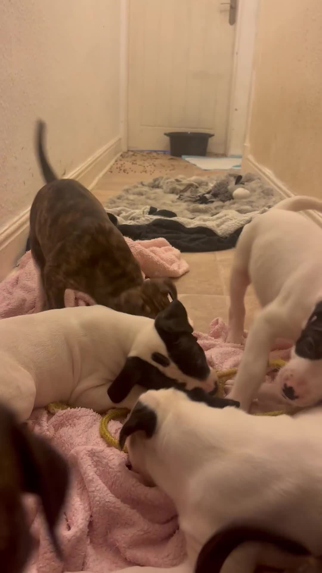 Mixed Breed dogs for sale: American bulldog x staffy 🐶 - Video 2