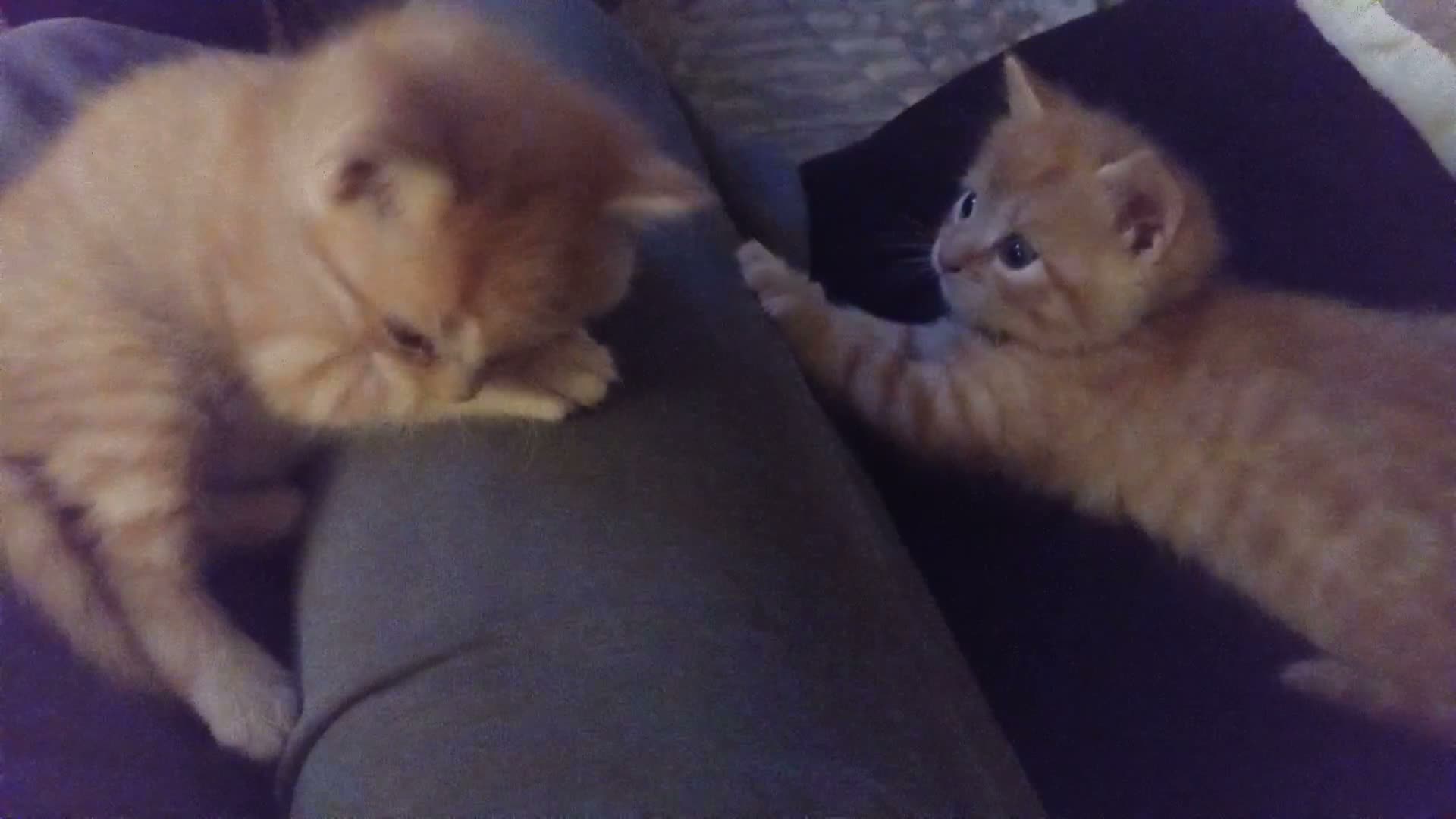 Domestic Shorthair cats for sale: Ginger baby kittens in Stoke-on-Trent - Video 3