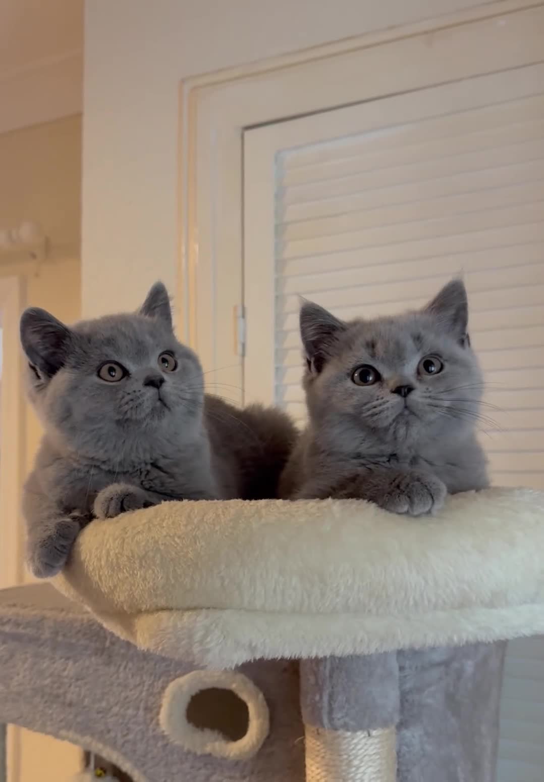 British Shorthair cats for sale: GCCF Active Registered Britsh Shorthair - Video 1