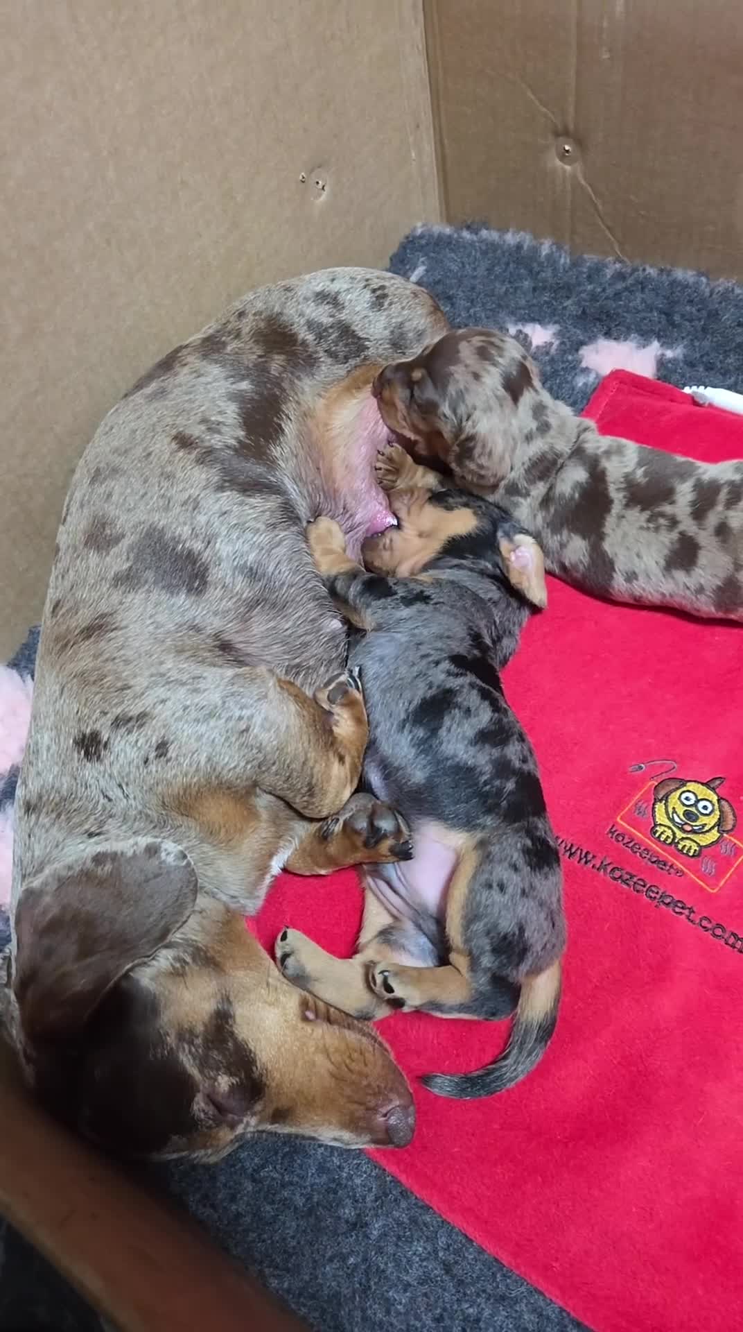Miniature Dachshund dogs for sale: Stunning Silver dapple miniature boy - Video 1
