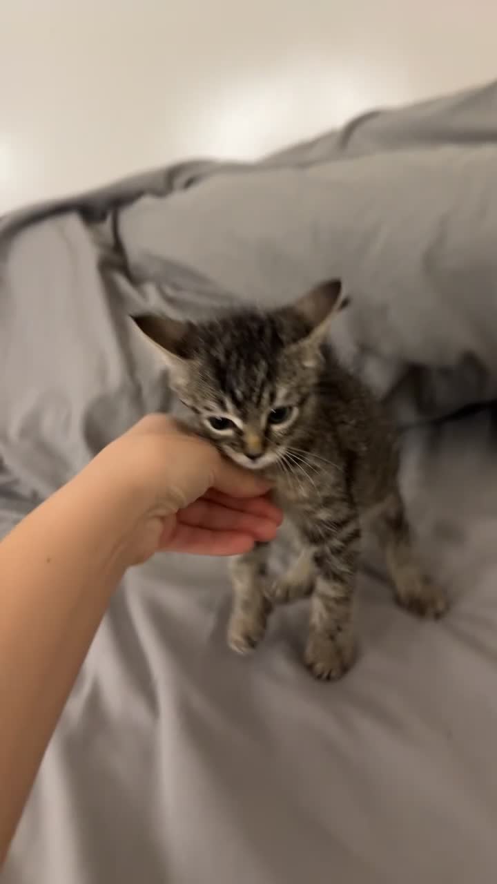 Ragdoll cats for sale: Tabby mixed with ragdoll for sale  - Video 4
