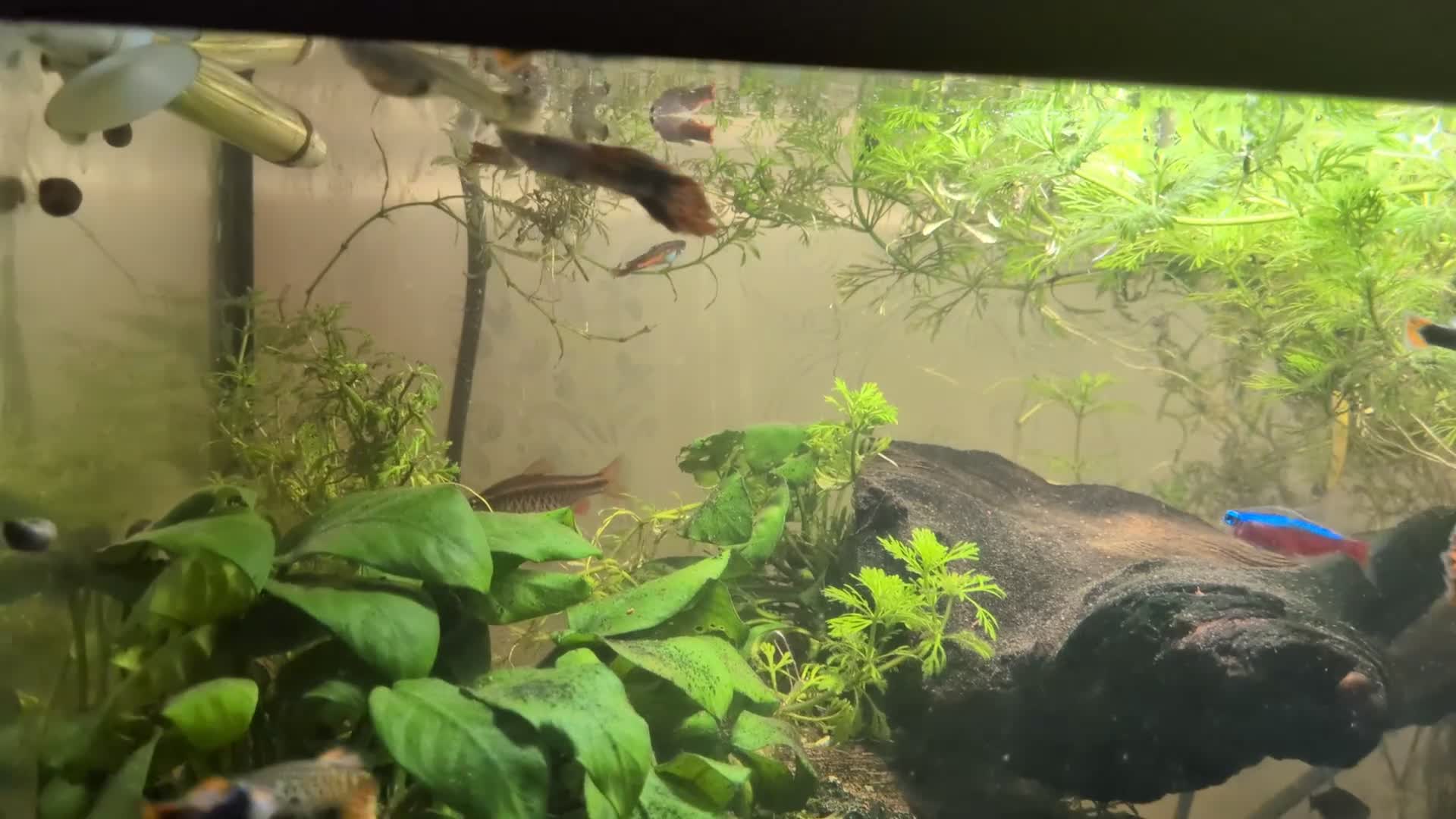 Live Bearers fish for sale: Mixed guppies  - Video 1
