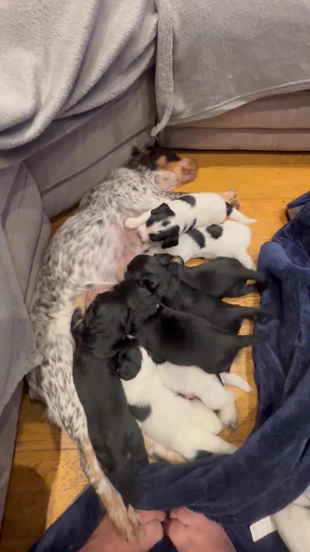 Sprocker dogs for sale: 6 English springer spaniel cross border spaniels  - Video 1
