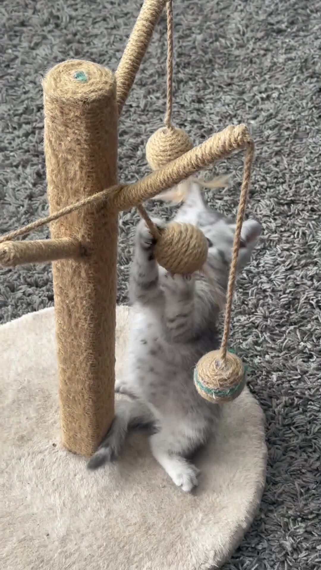 Scottish Fold cats for sale: !🆘🆘Scottish shorthair (silver chinchilla)❤️❤️❤️ - Video 4